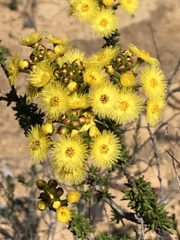 Verticordia grandiflora