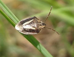 Aeliomorpha