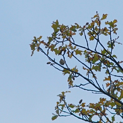 Phylloscopus trochilus