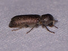 Amphicerus bicaudatus