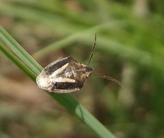 Aeliomorpha