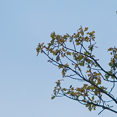 Phylloscopus trochilus