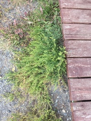 Lepidium ramosissimum