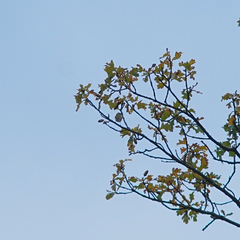 Phylloscopus trochilus
