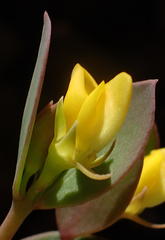 Rafnia capensis capensis