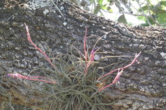 Tillandsia baileyi