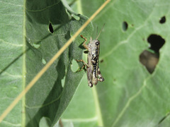 Buckellacris chilcotinae