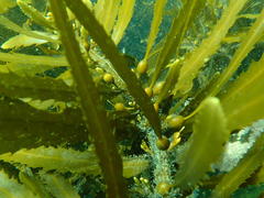 Anthophycus longifolius