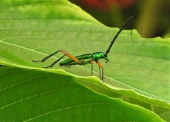 Mionochroma vittatum