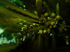 Anthophycus longifolius