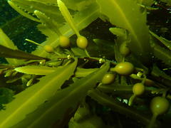 Anthophycus longifolius
