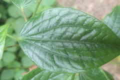 Piper capense capense