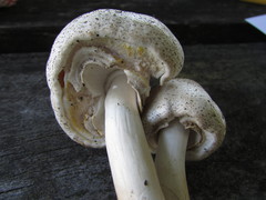 Agaricus approximans