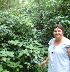 Piper capense capense