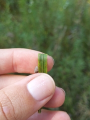 Euthamia gymnospermoides