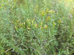 Euthamia gymnospermoides