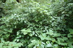 Piper capense capense