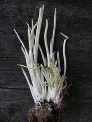 Clavaria fragilis vermicularis