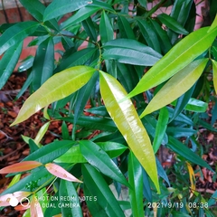 Syzygium myrtifolium