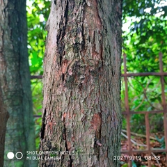 Syzygium myrtifolium