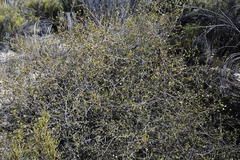 Lachnaea gracilis