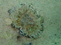 Anthopleura michaelseni