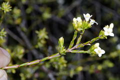 Lachnaea gracilis