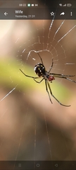 Leucauge argentina