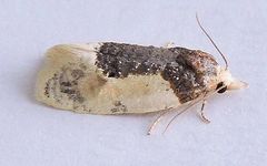 Henricus edwardsiana