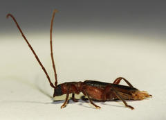 Ossibia murina