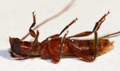 Ossibia murina