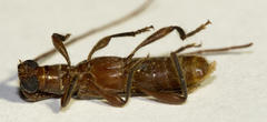 Ossibia murina