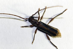 Ossibia murina