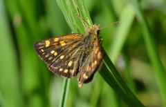 Metisella