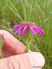 Senecio dregeanus
