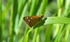 Metisella