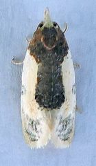 Henricus edwardsiana