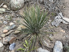 Yucca baileyi