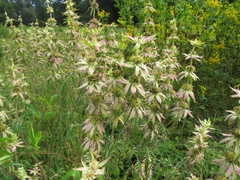 Monarda punctata