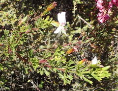 Pelargonium ternatum