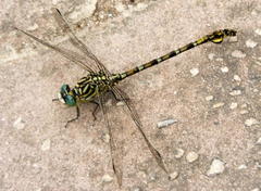 Ceratogomphus pictus