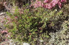 Pelargonium ternatum