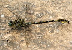 Ceratogomphus pictus