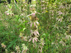 Monarda punctata