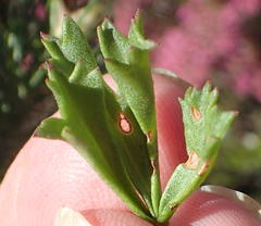 Pelargonium ternatum