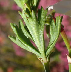 Pelargonium ternatum