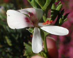 Pelargonium ternatum