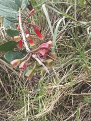Macleania cordifolia