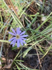 Symphyotrichum walteri