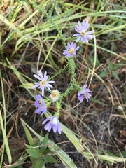 Symphyotrichum walteri